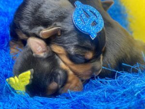 Filhote Yorkshire Terrier 24.04.24.3