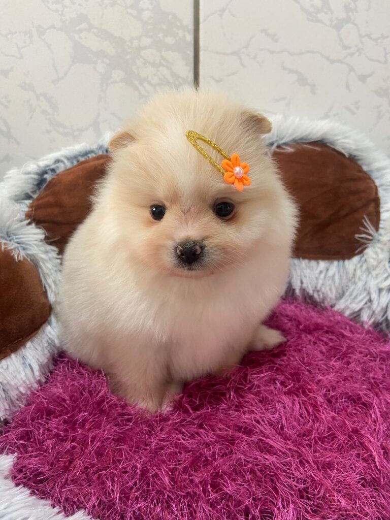 Filhote Spitz Alemão F2 29.05.24_45d