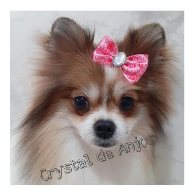 spitz alemão filhote_Aurora