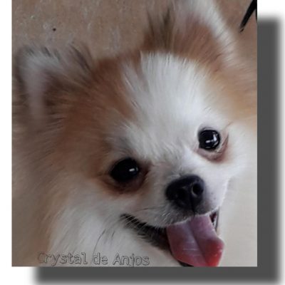 spitz alemão padreador_Joaquim