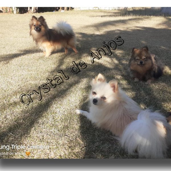 Spitz Alemão no gramado