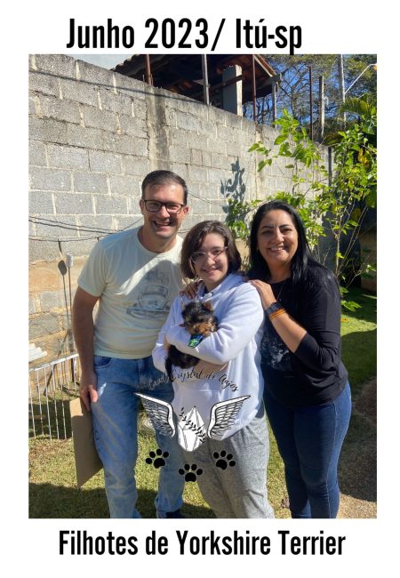 Cliente Satisfeito de Yorkshire Terrier_06.23_Itú Cliente Satisfeito de Yorkshire Terrier_06.23_Itú
