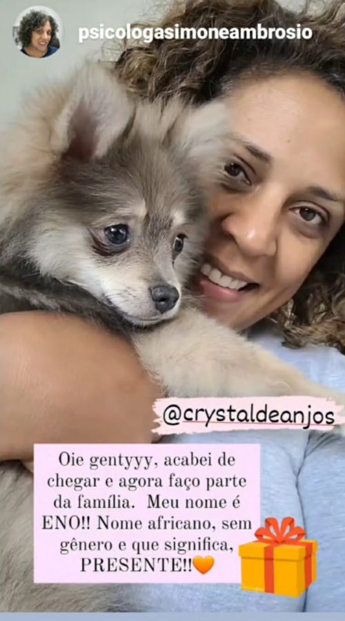 Clientes Satisfeitos _ Filhote de Spitz Alemão _ Eno 19.06.22_spitz_Simone _ Canil Crystal de Anjos Clientes Satisfeitos _ Filhote de Spitz Alemão _ Eno 19.06.22_spitz_Simone _ Canil Crystal de Anjos